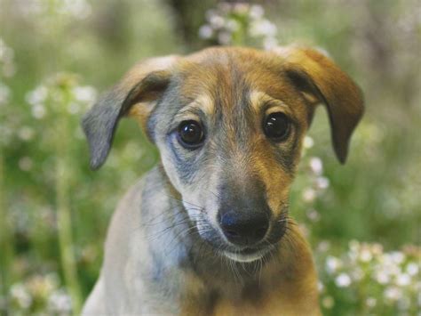 dogs trust house raffle.